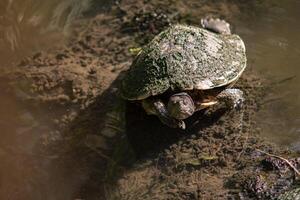 dominicain tortue dans lagune 5 photo