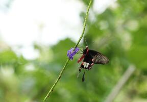 apilio Iswara, génial Helen magnifique noir papillon sur rouge fleurs avec vert flou Contexte. photo