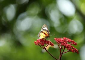 léopard lacewing papillon sur rouge fleur avec vert bokeh Contexte photo