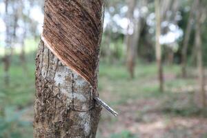 caoutchouc des arbres dans caoutchouc plantation. photo