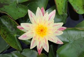 Haut vue de une Jaune nymphaea nénuphar. photo