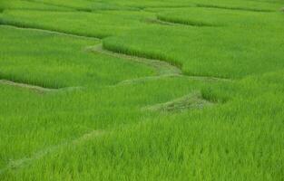 vert riz terrasses à nan province, Thaoland. photo