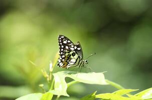 parthénos Sylvia papillon sur vert feuille avec flou Contexte photo