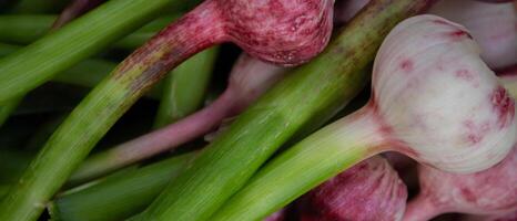 Frais ail, récolté directement de le jardin, est une Naturel produit photo