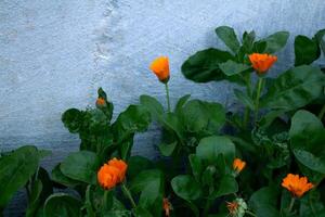 Orange fleurs Floraison contre une blanc mur photo