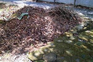 une pile de sec feuilles de le ramboutan arbre photo