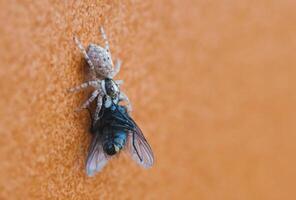 macro sauter araignée pris une mouche photo