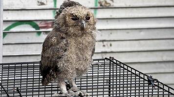 hibou dans le volière. alimentation animal de compagnie hiboux. photo