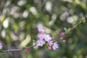 rose Japonais Cerise fleurs bouquet fleur ou Sakura bloomimg sur le arbre branche. petit Frais bourgeons et beaucoup pétales couche romantique flore dans botanique jardin. photo