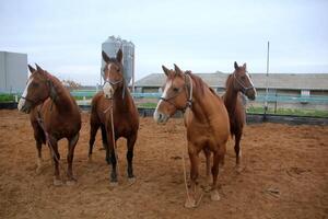 le cheval est une national équidé animal. photo