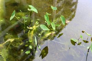 vert les plantes et fleurs proche en haut. abstrait Naturel Contexte fabriqué de les plantes et fleurs. photo