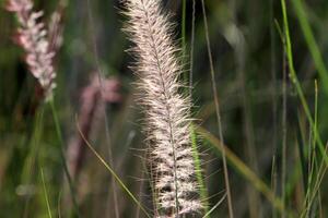 vert les plantes et fleurs proche en haut. abstrait Naturel Contexte fabriqué de les plantes et fleurs. photo