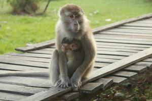 singes de la jungle en se relaxant avec leurs enfants dans les bras photo