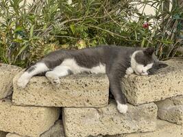 gris chat en train de dormir sur mur photo