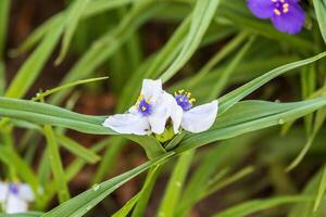 proche en haut de une blanc les veuves larmes fleur dans le jardin photo