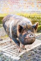 noir vietnamien porc sur une ferme dans ensoleillé temps photo