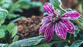 ostéospermum de fleur de fond. Fleurs pourpres. le gel est sur les feuilles et les fleurs. photo