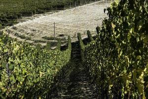 paysages des langhes piémontais avec ses vignes en automne, pendant les vendanges photo