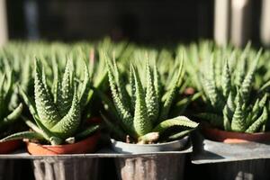 fermer de beaucoup cactus dans le des pots à le marché photo