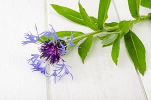 fleur de bleuet de jardin bleu sur tige avec des feuilles. photo