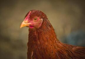 poule proche en haut portrait photo