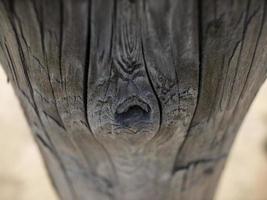 beau tronc d'arbre sec naturel. fond en bois photo
