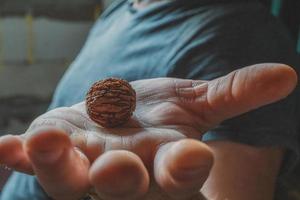 fruit de noix américain à la main. photo