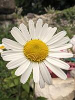 magnifique blanc Jaune printemps fleurs arrière-plan, saisonnier fond d'écran photo