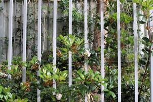 vert les plantes et fleurs grandir le long de une clôture dans une ville parc. photo