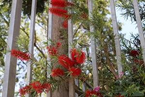 vert les plantes et fleurs grandir le long de une clôture dans une ville parc. photo