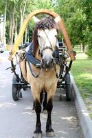 le cheval est une national équidé animal. photo