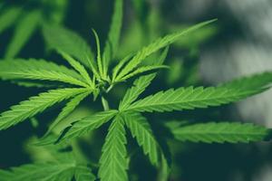 feuille de cannabis, feuilles de marijuana plante de cannabis arbre poussant à la ferme, feuille de chanvre pour extraire la nature médicale des soins de santé photo