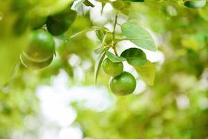 limes vertes sur un arbre - citron vert frais agrumes dans le jardin ferme agricole avec fond flou vert nature photo