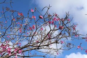 branche de une grand arbre contre une Contexte de bleu ciel. photo