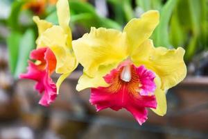 Orchidées cattleya - belle fleur d'orchidée colorée rouge et jaune dans la pépinière de la ferme naturelle photo