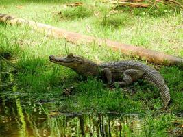 un caïman sur les rives d'une lagune, amazonie, équateur photo