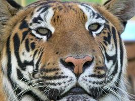 gros plan d'un visage de tigre photo