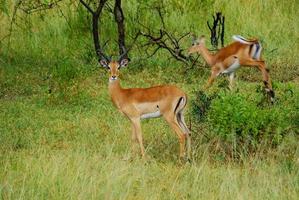 deux antilopes afrique photo