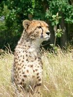 guépard dans un environnement de zoo photo