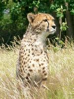 guépard dans un environnement de zoo photo