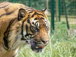 profil d'une tête de tigre photo