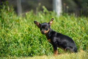 un jeune chihuachu noir photo