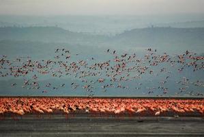 flamants roses au lac nakuru photo