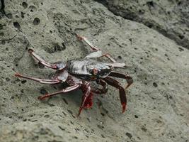 un crabe à pattes légères photo