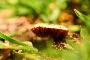champignons dans un environnement naturel photo