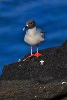 oiseau sur les galapagos île de san cristobal photo