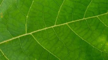 macro shot texture feuille verte photo