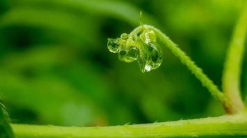 goutte d'eau sur la feuille verte photo