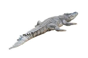 crocodile isolé fond blanc