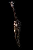 girafe debout dans le noir photo